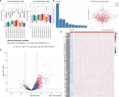 Frontiers Construction And Validation Of A Novel Pyroptosis Related